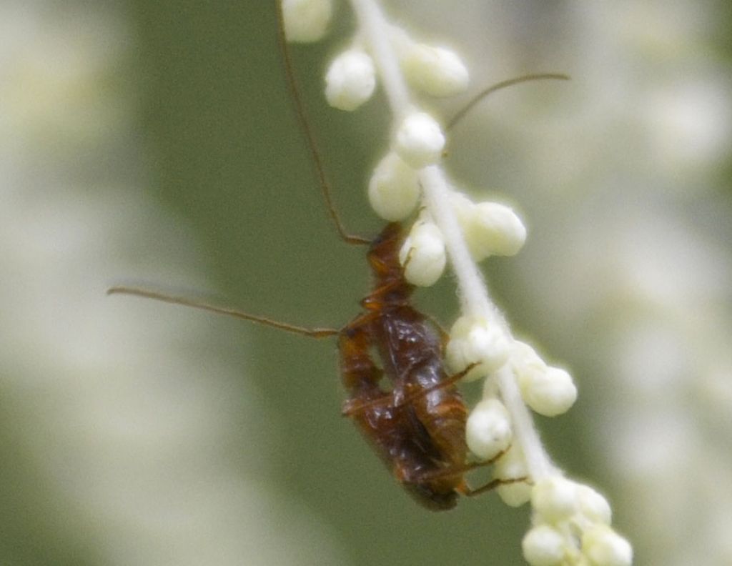 Piccolo Cerambicidae id. :  Obrium brunneum